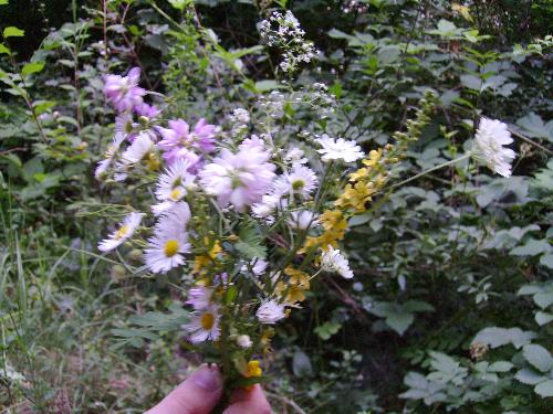 Wild flowers bouquet - Wild flowers bouquet - i just had them hand piked for my beloved when i decided to immortalize the moment with this here picture.