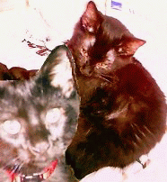 Romeo & Kip - My 2 babies. Romeo weighs 6.8 pounds & Kip 7.8 pounds