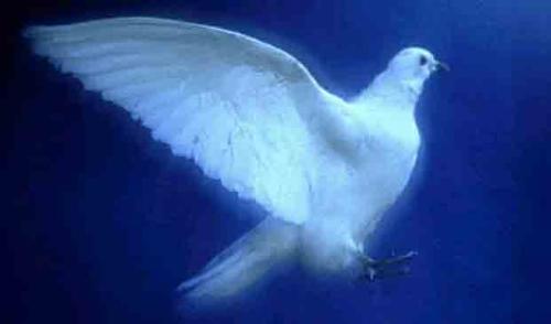Stop War - Spread Peace By Loving People