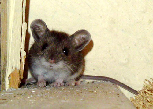 Pesky little rodents  - They may be cute.. but they can hell be pesky little destruction machine... LOL.