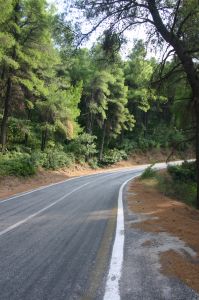 natural photo. - trees behind road.