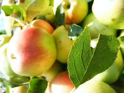 apple - apple should be consumed by peeling off the skin