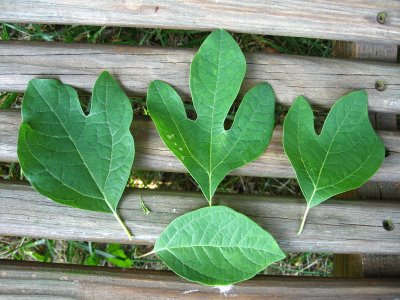 Sassafras Tree Leaves - You can tell a sassafras by the leaves.