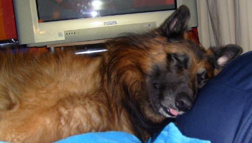 My cheeky chewy  - My pooch who often sneaks onto the bed at night or during the day for a cheeky kip on my pillow. The best thing is you come back from the loo and it's pitched black you find him there tell him to get down and he won't so you drag him off and he growls and kicks and whines so much my partner wakes up and shout at the pair of us to be quite so i get in trouble. ITS MY BED!!!