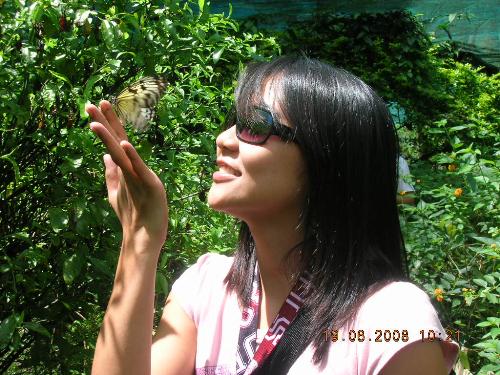 butterfly - butterfly farm, baguio city, philippines