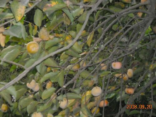 persimmon1 - persimmon ,so delicious