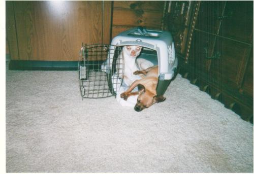 Cracker and Peanut - Cracker and Peanut. Cracker is the soda cracker looking dog, Peanut the rambunctious one - peanut likes to get Cracker in trouble - cracker's temid where as peanut hyper