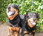 we lost our dog - It's really sad because our dog died. We could have prevented its death, but sad to say that we weren't able to .