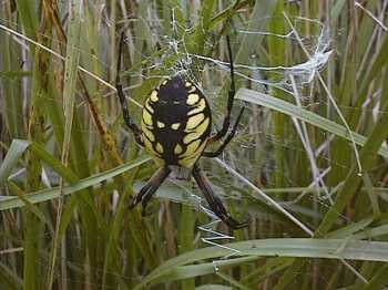 Spider - fear for spiders