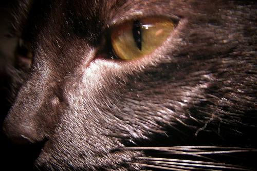 this is my oldest , Bloodstone  - this is baby , or hi full name is Lil baby bloodstone. Shes 5 years old going on 6 already . She is a laid back yet sometimes tempermental kitty. I think she is a bombay mix but I can not be sure .