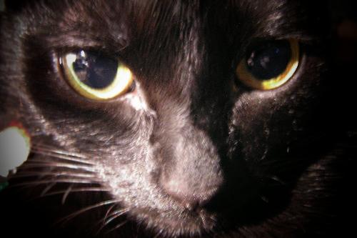 munin - this is my second oldest, munin , she is just an over all sweet cat , that never uses her claws.