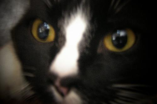 Whiskey Faye - this in my youngest, she loves to play fetch and climb walls. She was named after another cat that I had lost due to a horrible accident . Whiskey Faye resembles my old Whiskey very much .