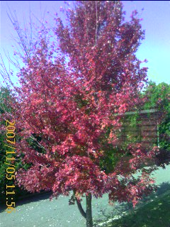 Pink Tree...Fall colors - I took this picture of this tree last year. The quality of the picture isn't great because I took it with my camera phone. Now that I have a new digital camera, I look forward to being able to take better quality pictures of the beautifully firey fall colors that always capture my attention each year.