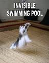 pool - invisible swimming pool
