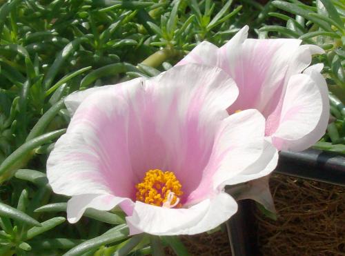 flowers - I took this photo several weeks ago near my home. They are not my flowers, but I thought they were lovely.