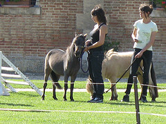 Miniature Horses - Aren't they cute? My mother has wanted one of them for years! (Them and a dune buggy - go figure!)