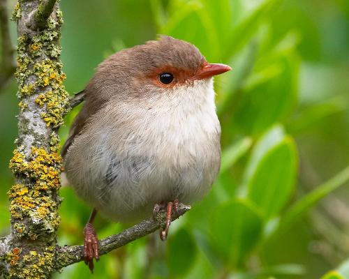 Cutie - A bird Reminding of independece....