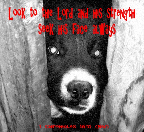 Look to the Lord and His Strength, Seek his face a - This is a picture I made using my puppy.