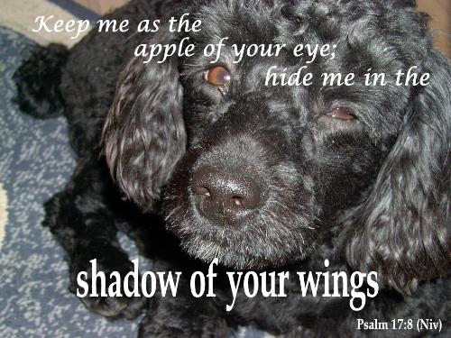 Apple of your eye - Keep me as the apple of your eye hide me under the shadow of your wing. A cute picture I made using a picture I took of a friends puppy.