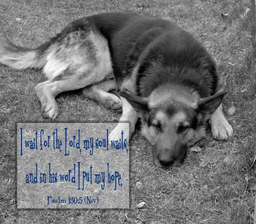 Wait for the Lord - I wait for the Lord, my soul waits, and in His word I put my trust. This dog just looked like he was waiting! Seemed like the perfect verse for this one.