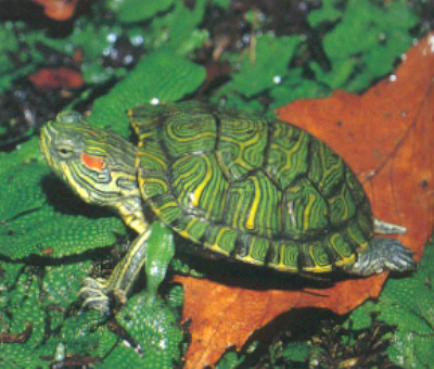 Brazilian tortoise - the small green turtle shell