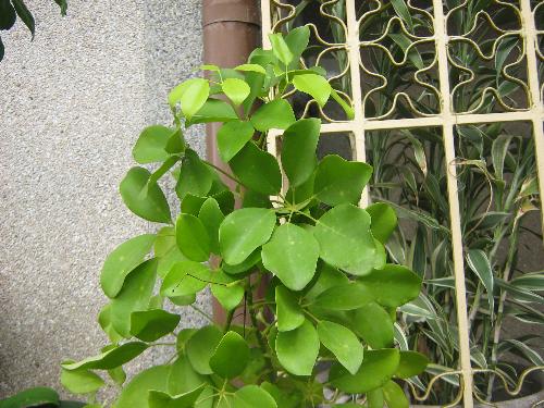 Ornamental plants - Plants that are good to grow on your porches.