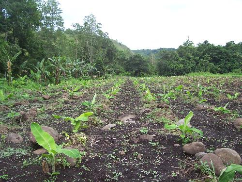 Lakatan bananas in my farm - They say that I can expect some fruit in five or six months. I hope this happens as they said. I love bananas.