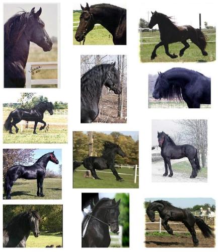 horses - black horses rock