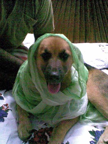 My cutie pie!! - Here you can find my cutie pie with a dupatta!!!Which is the cutest pet you have ever had????