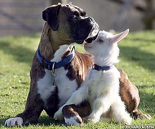 pets - dog with lamb