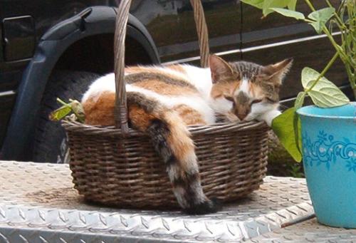 Shirley in the Basket -  Shirley decided to take over one of the baskets that I had beans growing in. Silly kitty.