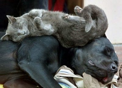 Cat sleeping - Natural enemies? Don't think so.