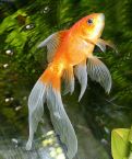 Naming Gold Fish - yes by all means name the gold fish they are pets