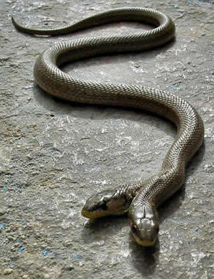 multiheade snake - snake with two heads
