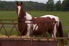 'Whirlwind Cody' - My barrel racing Paint Mare.