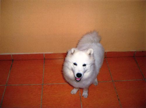 my dog maya - i like my dog maya,shes sos cute