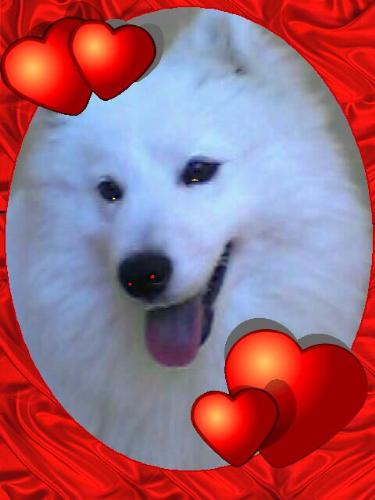 maya - my cute samoyed dog maya