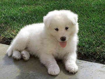 nice dog - this is a very cute and lovely dog.do you like it?