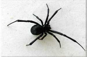 Black Widow - Black Widow Spider