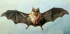 bat - horseshoe bat