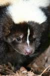skunk - a skunk