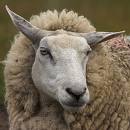 sheep - photo of sheep