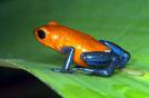 frog - poison dart frog