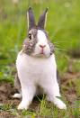 Rabbit - Cute