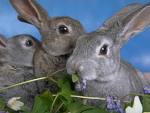 Rabbit - cute