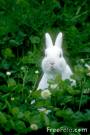 Rabbit - cute