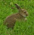 Rabbit - cute