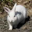 Rabbit - cute
