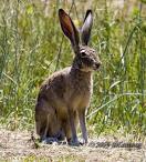 Rabbit - cute