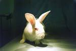 Rabbit - cute